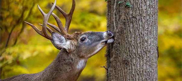 a deer in the wood