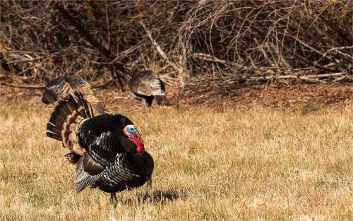 Complete Explanation – What Time Do Turkeys Roost?