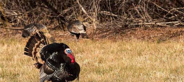 guide for turkey roosting time