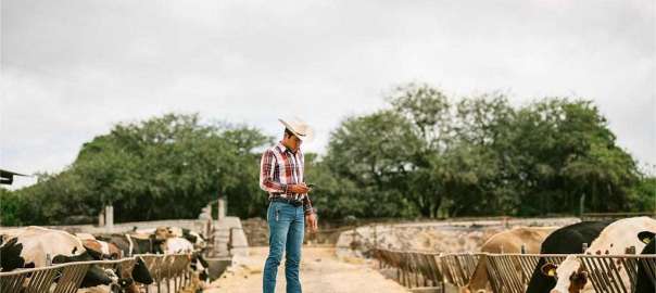 wear cowboy boots on the farm