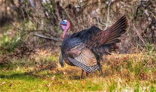 Maryland Turkey Season In 2025: Dates And Rules