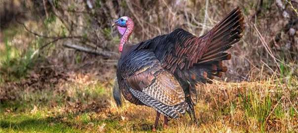 Maryland Turkey Season