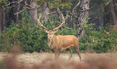 2025 Tennessee Deer Hunting Season Summary