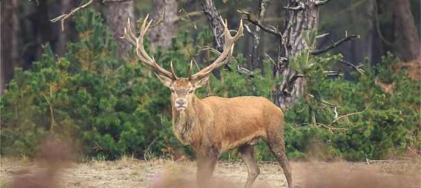 Tennessee deer hunting season