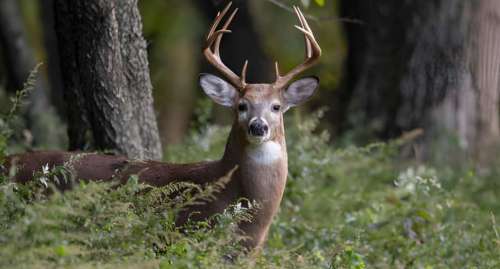 Kansas Deer Season 2025: Drawing, Dates & Rules