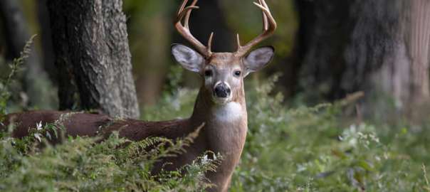 a deer in Kansas