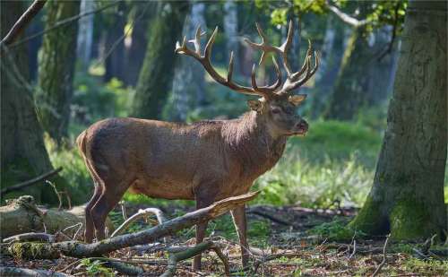 6 Best Deer Attractants To Enhance Your Hunting Success