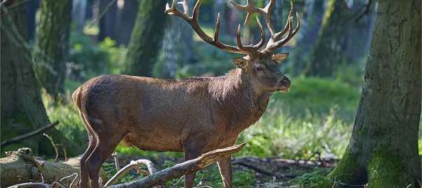 attract deer in the wood