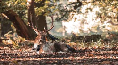 Delaware Deer Season 2025 Summary: Dates&Rules