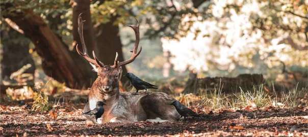 deer in Delaware