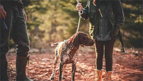 Your Guide to Deer Hunting Dogs: Breeds, Training, Gear & Legal Regulations