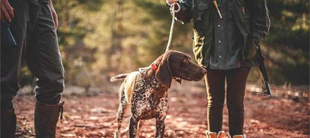 hunt deer with dogs
