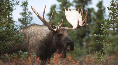 Elk Vs Moose: How To Identify Them In Hunting?