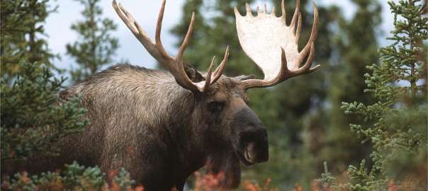 a moose in the wood