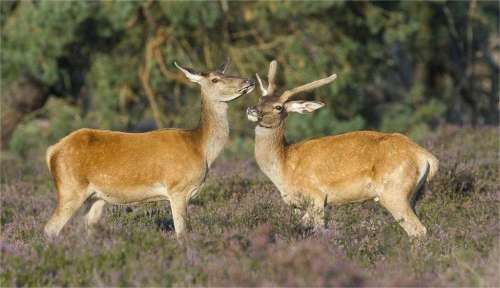 The Deer Rut Explained: Timing, Behavior & Hunting Effect