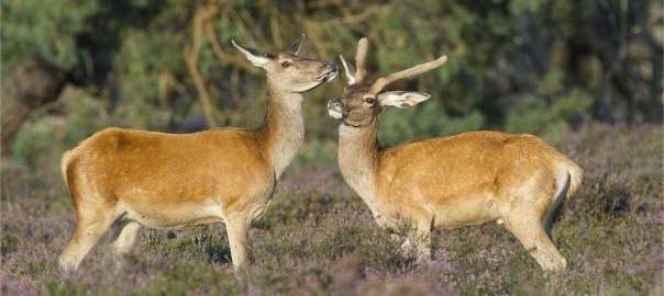 two deer during rutting season