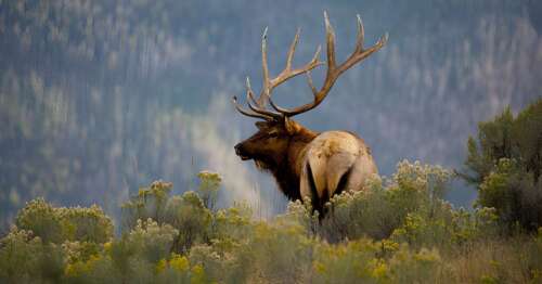 Colorado Elk Season Dates&Rules Guide In 2025