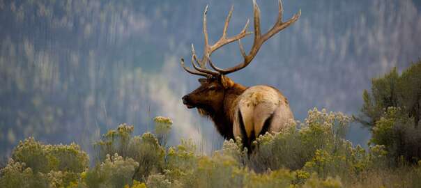 Colorado elk