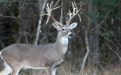 Here Is How to Attract Deer to My Hunting Spot