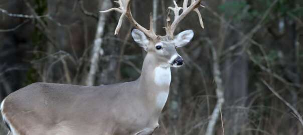 a drop tine deer in the field