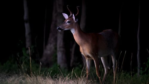 Are Deer Nocturnal Or Crepuscular? Let’s Find Out