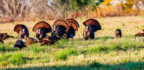 Pro Tips: The Absolute Best Times to Turkey Hunt in 2026