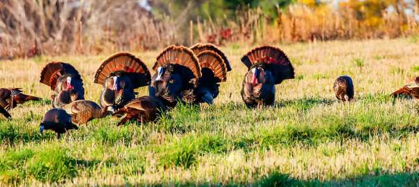 best time to turkey hunt
