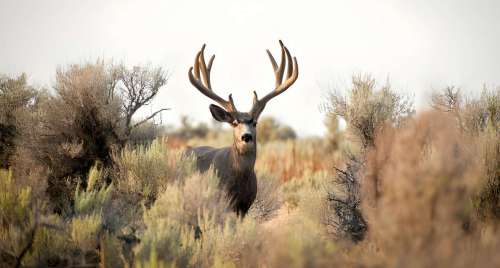 2025 Quick Guide: Oregon Hunting Season Dates&Rules
