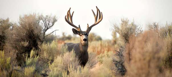 deer hunt in Oregon