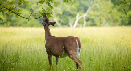 Do Deer Eat Oranges? Or What Can Deer Eat?