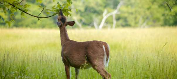 deer is eating tree