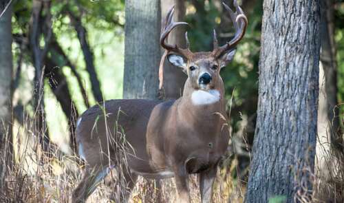 Understanding: What Is a Drop Tine Deer?