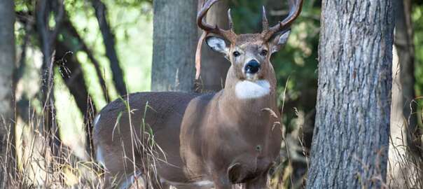 drop tine deer
