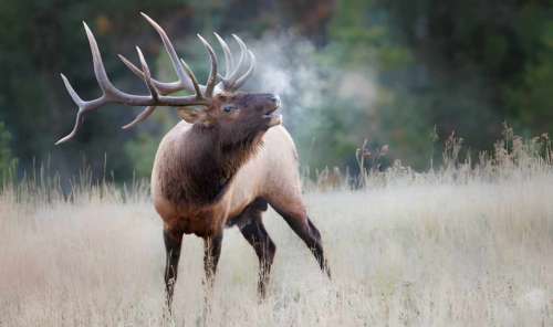 New Mexico Hunting Seasons 2025: Dates, License&Regulations