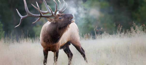 elk in New Mexico
