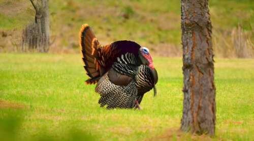 Wyoming Turkey Season 2025 Schedule and Rules