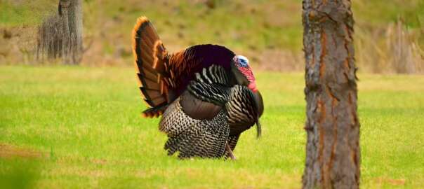 hunt turkey in wyoming