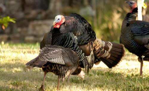 2026 Spring Turkey Season By State: Dates, Changes, and Best Spots