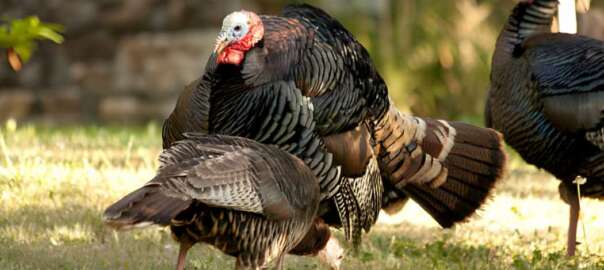 spring turkey season