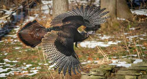 Iowa Turkey Season Dates&Rules For 2025 (New Updates)