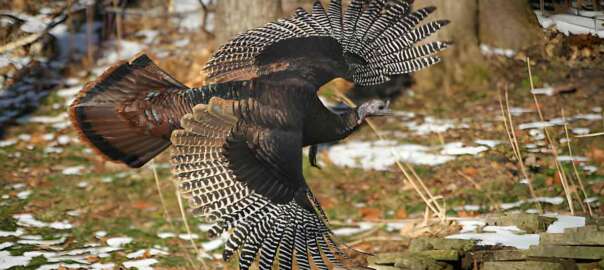 turkey hunting in Iowa