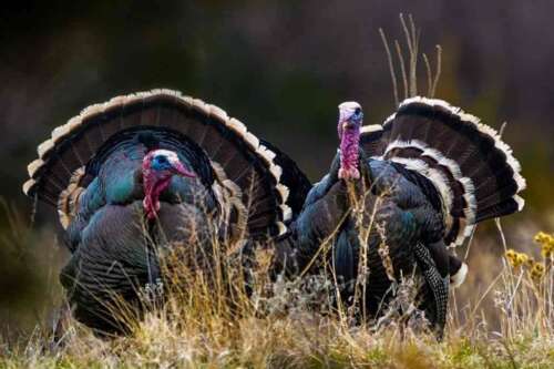 The Biggest Turkey Ever Killed State-by-State Records