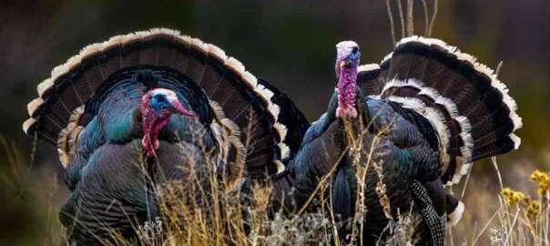 Merriam's Wild Turkey