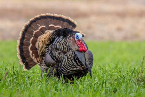 Shot Placement Explained: Where Do You Shoot a Turkey?