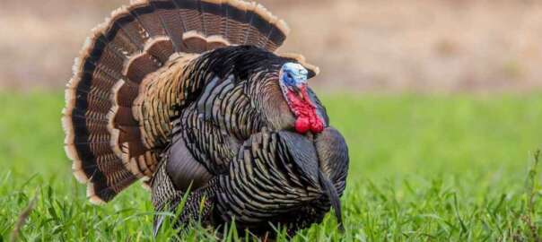 Rio Grande Wild Turkey