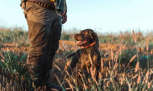 Everything You Need to Know About Poodle Hunting Dog