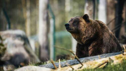 2025 Minnesota Bear Hunting Seasons & Rules