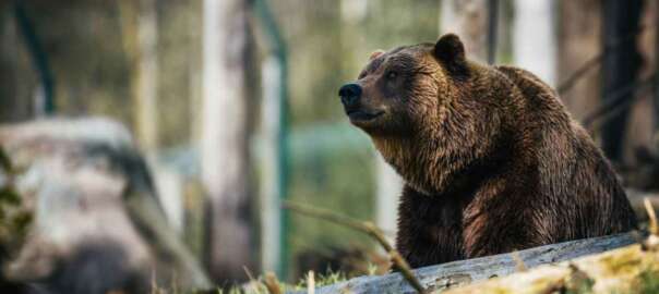 bear hunting