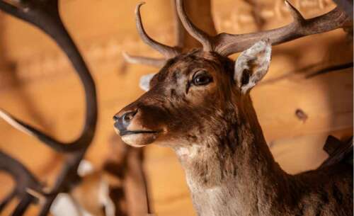 How Much Is The Cost to Mount a Deer Head?