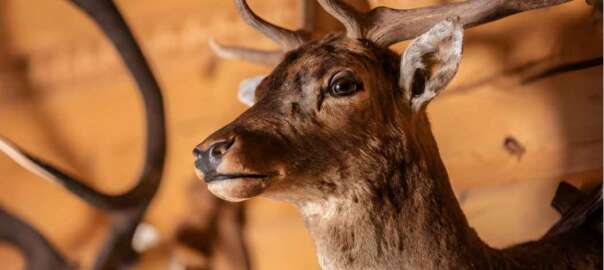 deer head mount